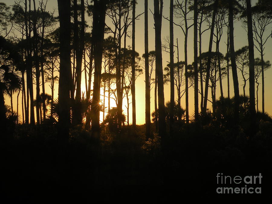 Sunset thru the Pines Photograph by Lora Duguay