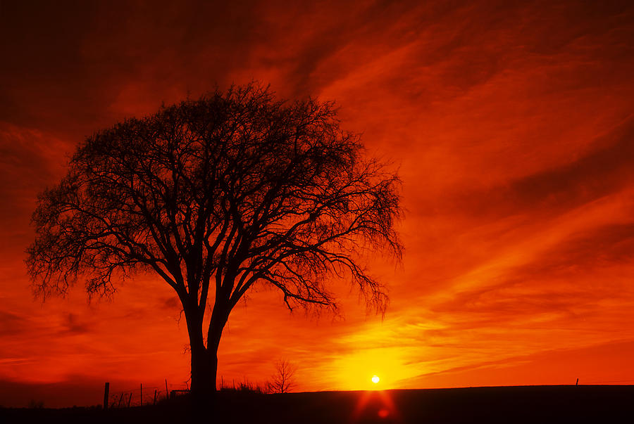 Червонное дерево заката сквозь гущу