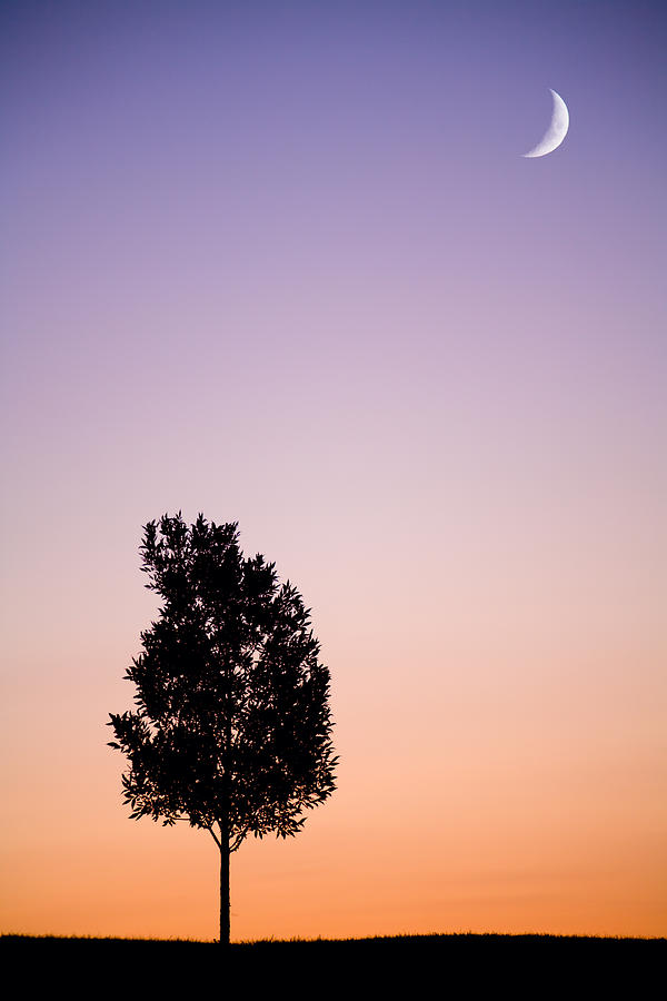 Sunset tree Photograph by Alexey Stiop