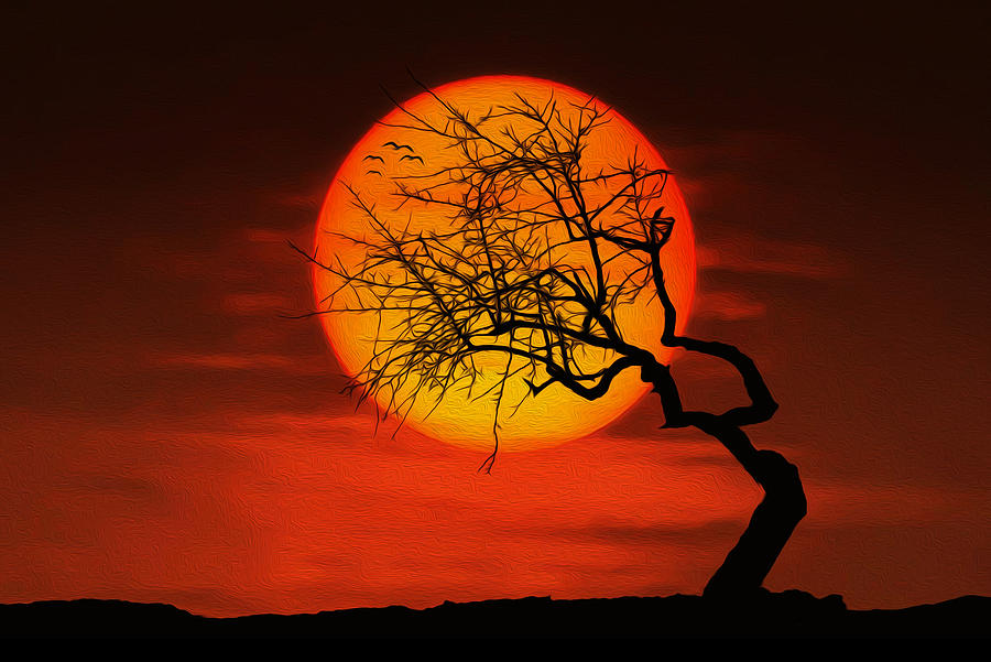 Sunset tree Photograph by Bess Hamiti
