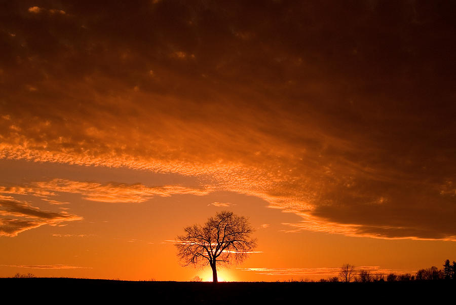 Sunset Tree Photograph by Don Johnson