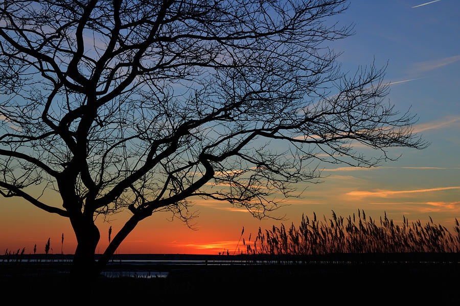 Sunset Tree in Ocean City MD Photograph by Bill Swartwout