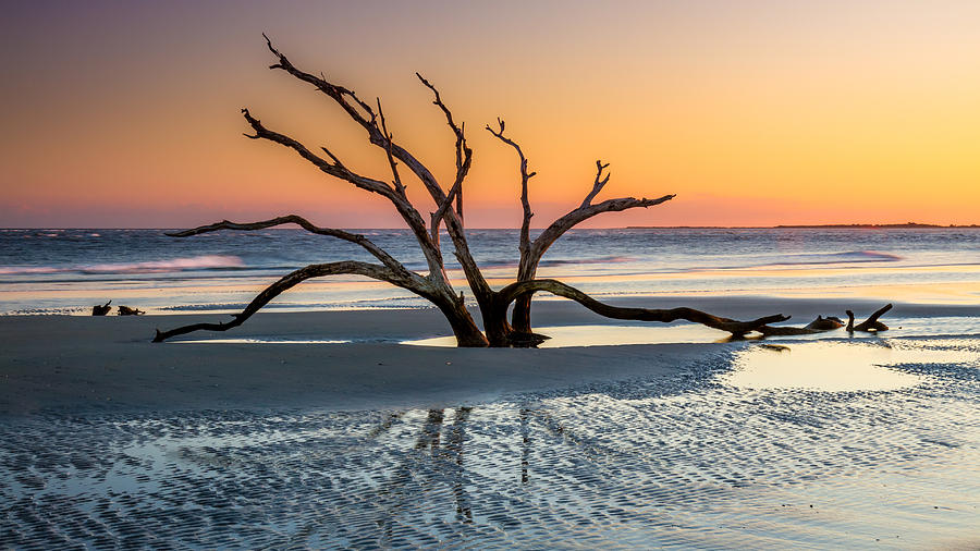 Sunset tree in South Carolina Photograph by Pierre Leclerc Photography
