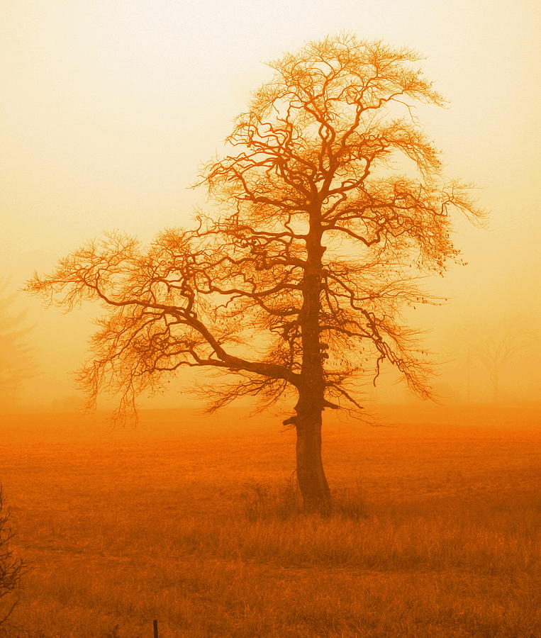 Nature Photograph - Sunset Tree by Jonny Rushton