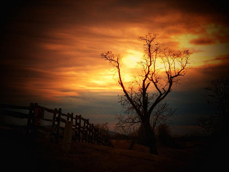 Sunset Tree Photograph by Joyce Kimble Smith