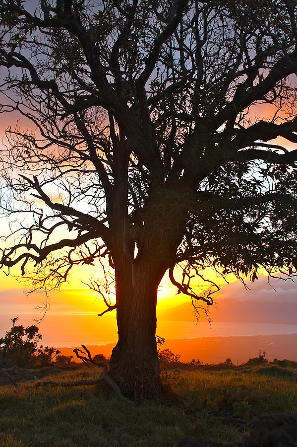 Sunset Tree Maui Photograph by Venetia Featherstone-Witty