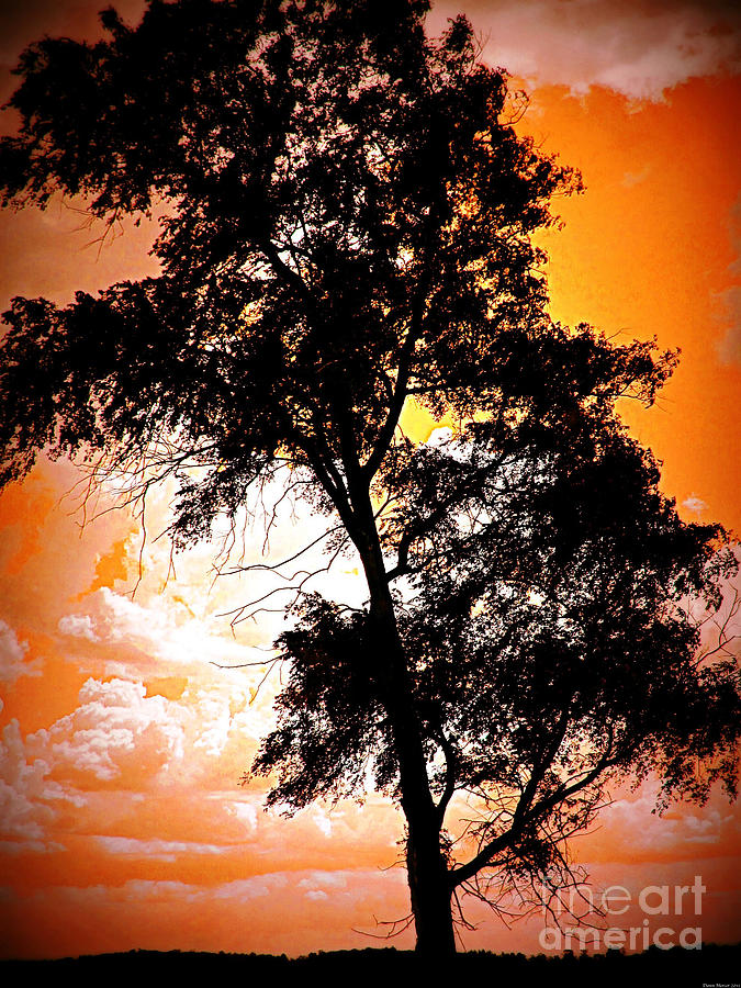 Sunset Photograph - Sunset Tree by Miss Dawn