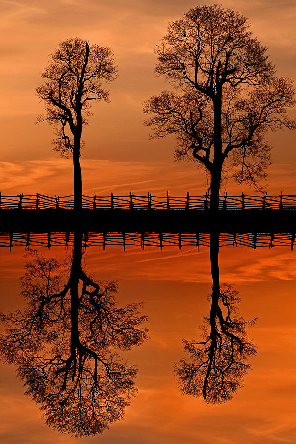 Sunset Tree Reversed Reflection Photograph by Don Johnson