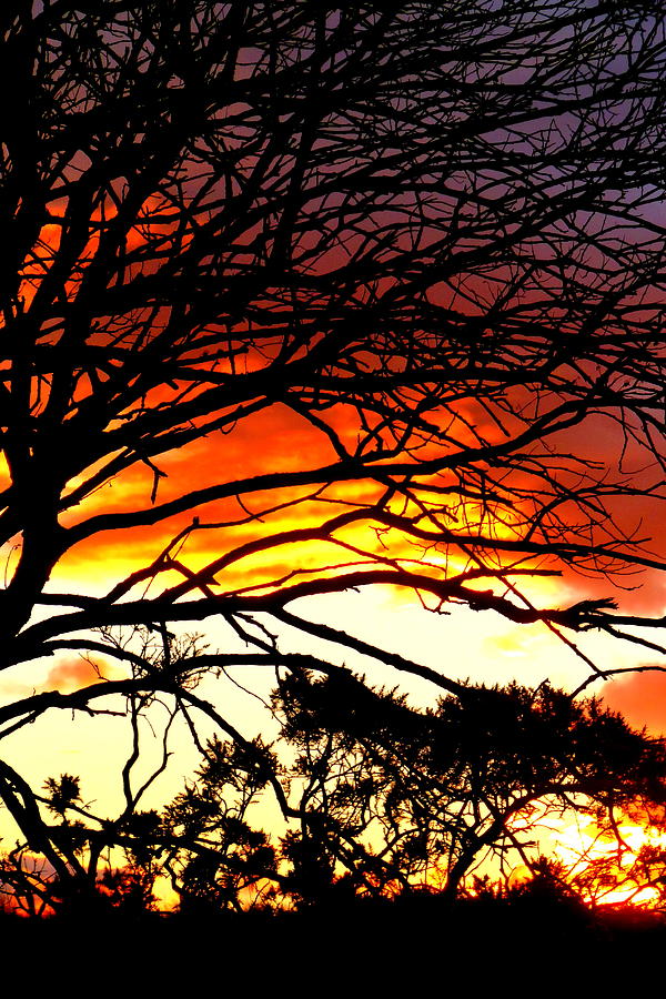 Sunset Photograph - Sunset Tree Silhouette by Angel One