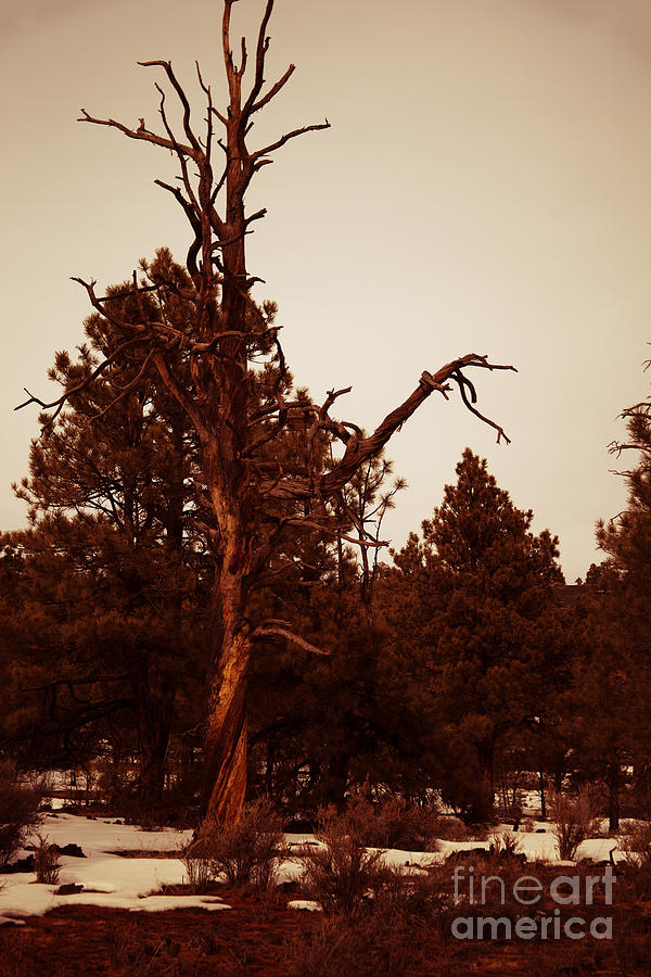 Sunset Tree V2 Photograph by Douglas Barnard