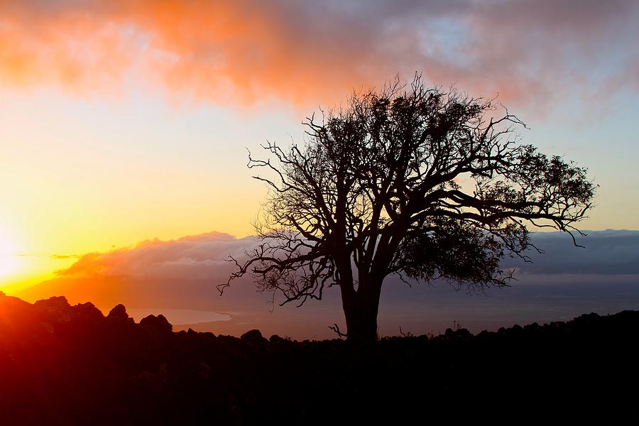 Sunset Tree In Maui Photograph by Venetia Featherstone-Witty