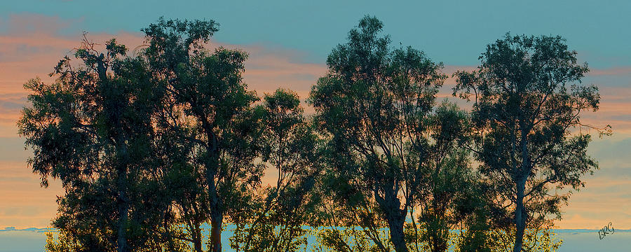 Sunset Trees Photograph by Ben and Raisa Gertsberg