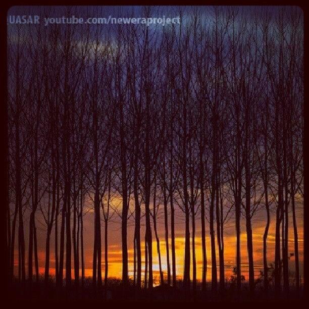 Sunset Trees Photograph by Devid Raziel Penguti