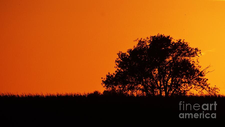Sunset Trees Photograph by J L Zarek