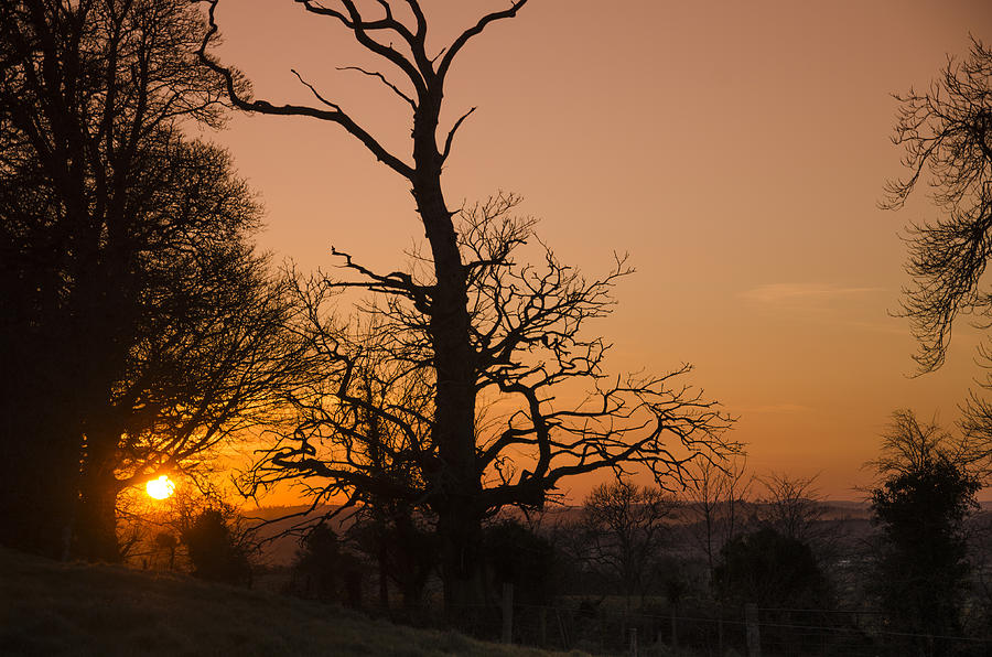 Tree Photograph - Sunset Trees by Martina Fagan