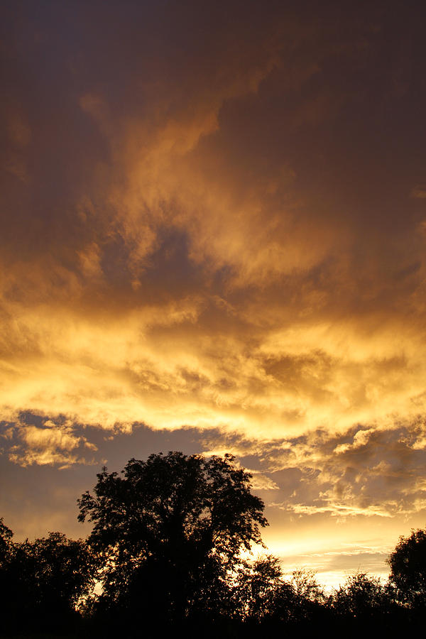 Sunset trees Photograph by Steve Ball