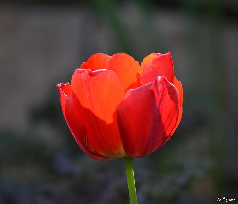 Sunset Tulip Photograph by Maria Urso