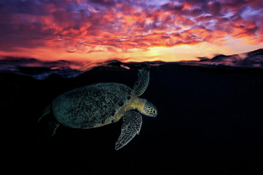 Turtle Photograph - Sunset Turtle by Barathieu Gabriel