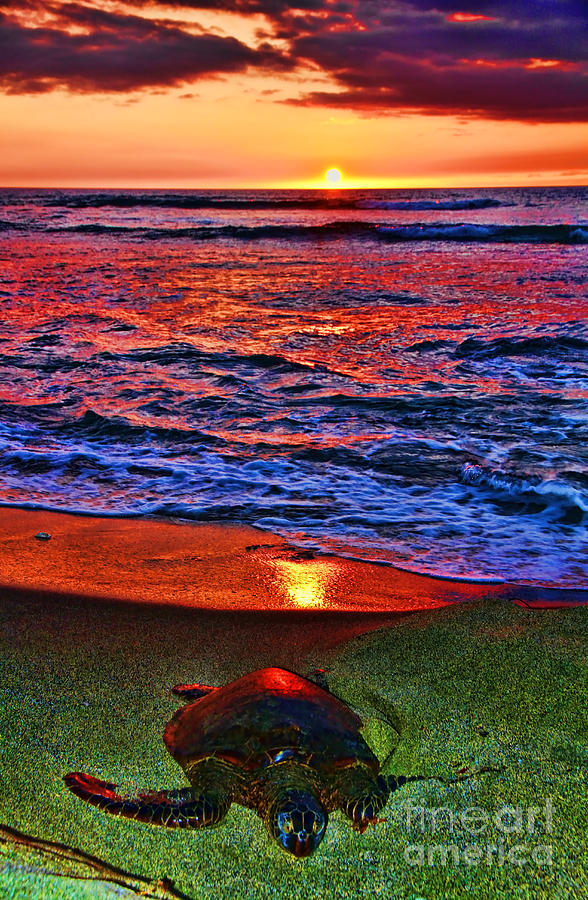 Sunset Turtle by Diana Sainz Photograph by Diana Raquel Sainz