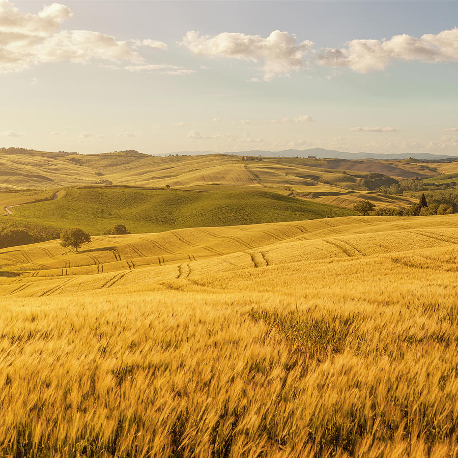 Sunset Tuscany Landscape Photograph by Focusstock