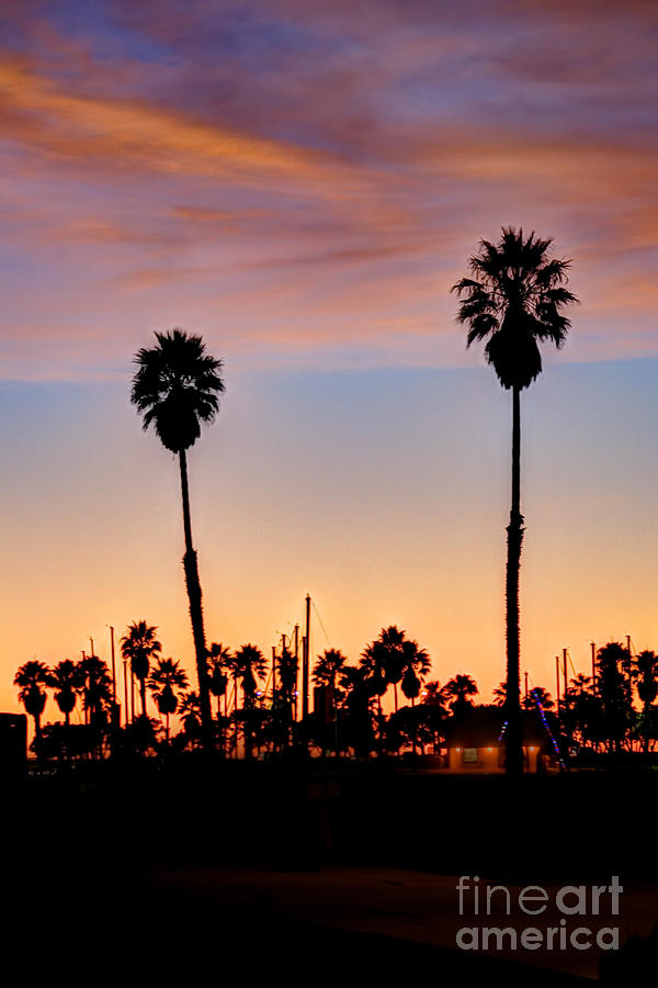 Sunset two palm trees Photograph by Dan Friend