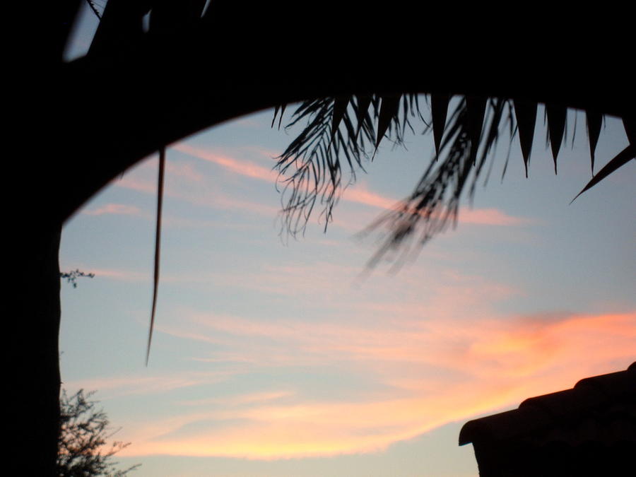 Sunset under the Palms Photograph by Val Oconnor