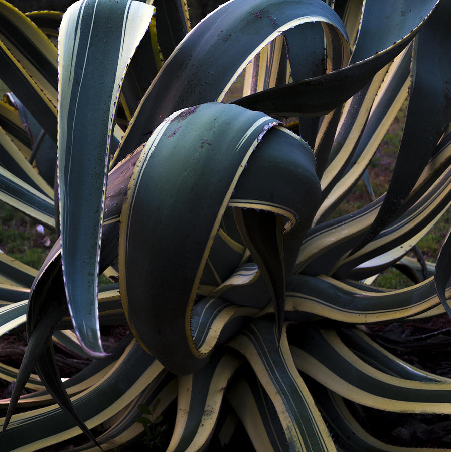 Sunset Variegated Agave Photograph by Lee Newell