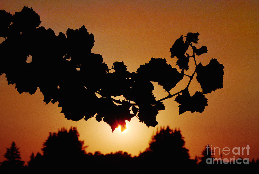 Sunset Vineyard Photograph by Craig Lovell