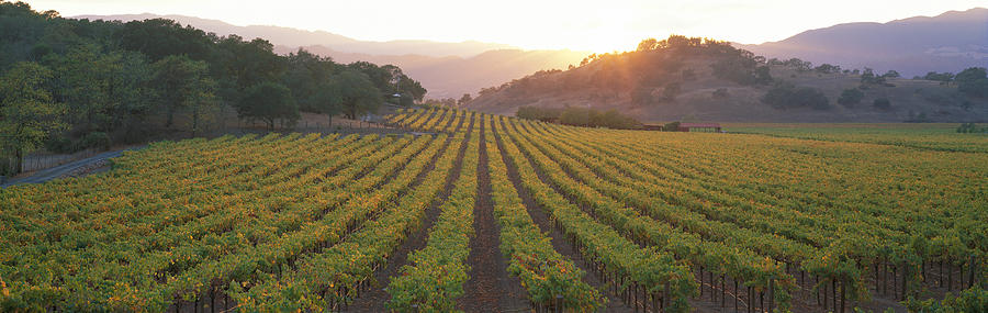 Sunset, Vineyard, Napa Valley Photograph by Panoramic Images