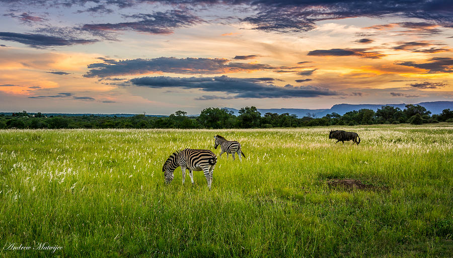 Sunset Wildlife Photograph by Andrew Matwijec