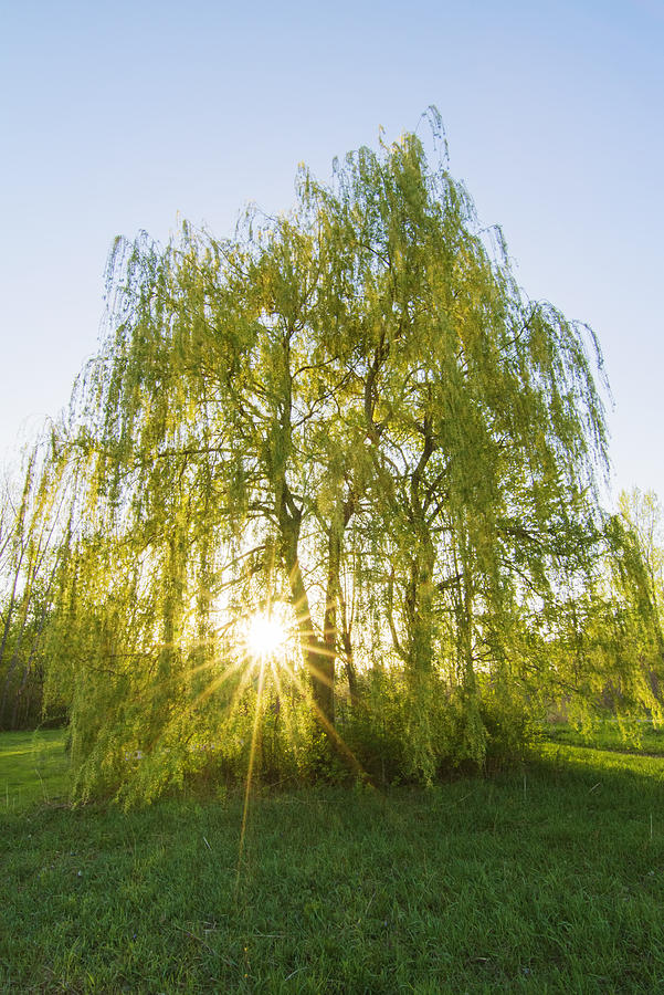 Sunset Willow Photograph by Mircea Costina Photography