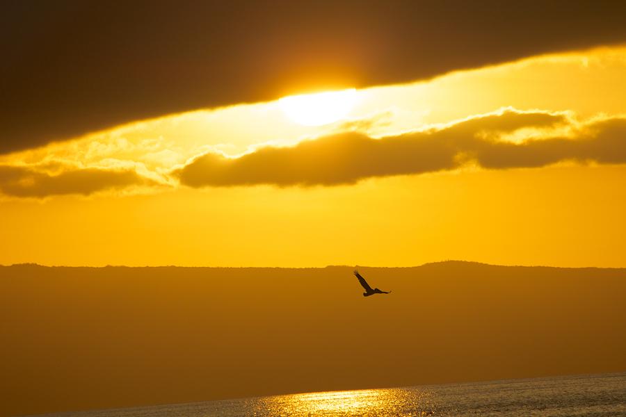 Sunset with a Bird in Flight Photograph by Allan Morrison