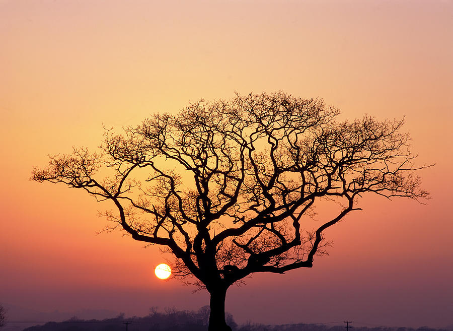 Sunset With A Silhouette Of A Leafless Tree Photograph By Martin Bond Science Photo Library