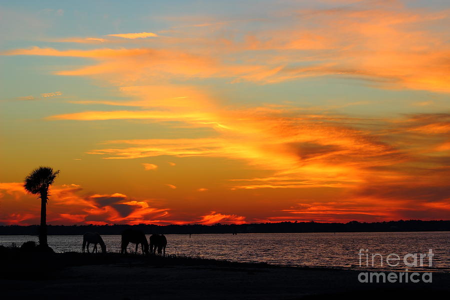 Sunset with Horses Photograph by Andre Turner