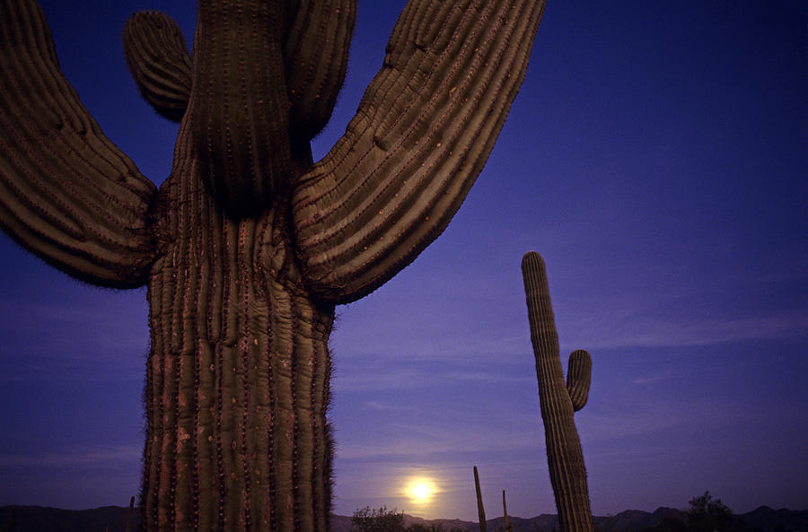 Nature Photograph - Sunset with moonise behind Saguaro Cactus in desert Southwest Ar by Jim Corwin