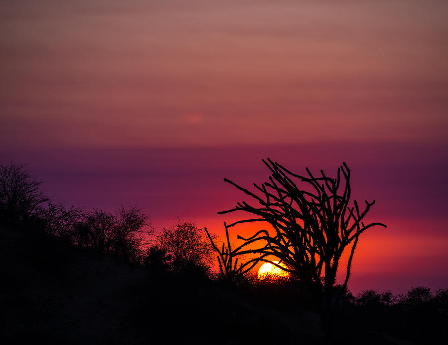 Sunset with Octopus Tree Photograph by Alex Lapidus