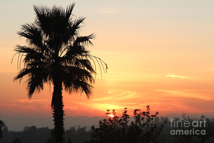 Sunset Photograph - Sunset with Palm Tree Silhouette by Nina Prommer