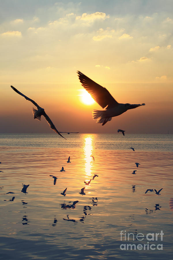 Sunset with seagull Photograph by Tosporn Preede