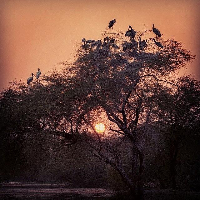 Bird Photograph - Sunset With Storks by Hitendra SINKAR