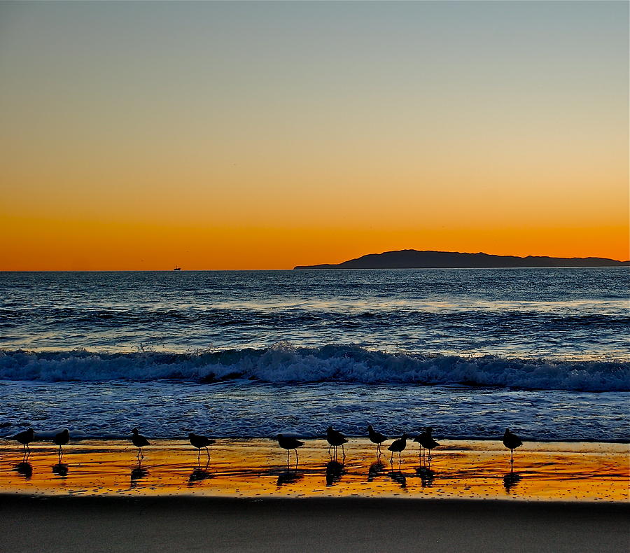 Sunset with the Birds Photograph by Liz Vernand