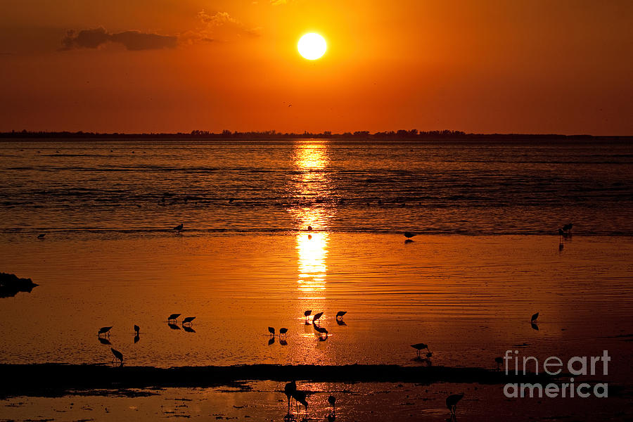 Sunset Photograph - Sunset with the Birds Photo by Meg Rousher