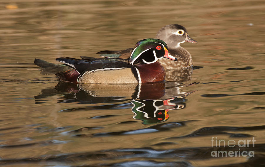 Sunset Wood Duck Pair Photograph by Ruth Jolly