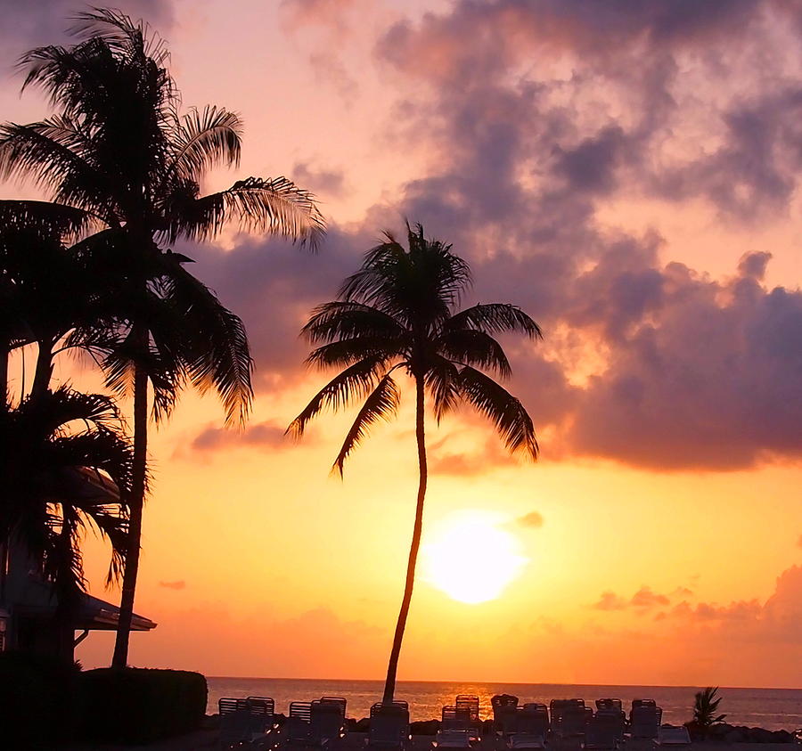 Sunsets and Palm Trees Photograph by Amy McDaniel
