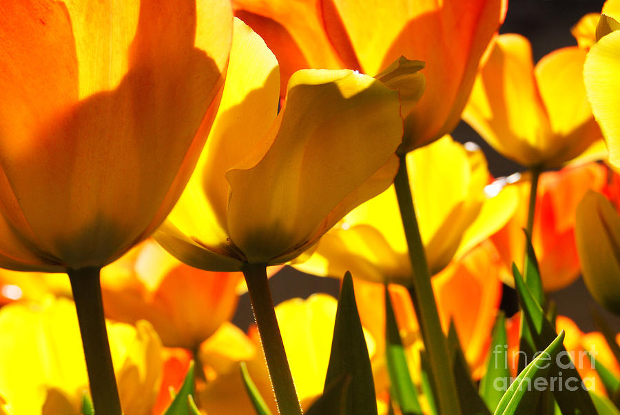 Tulip Photograph - Sunshine 2 by Sabine Jacobs