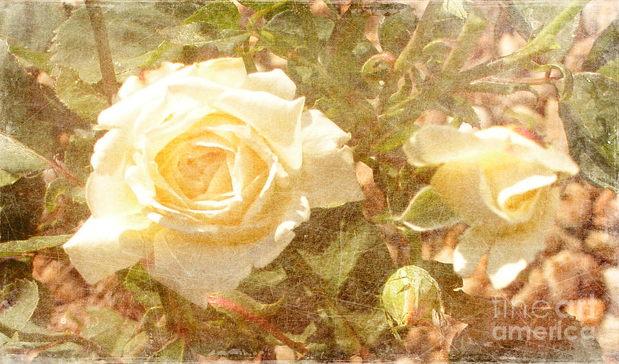Sunshine and Roses Photograph by Alys Caviness-Gober