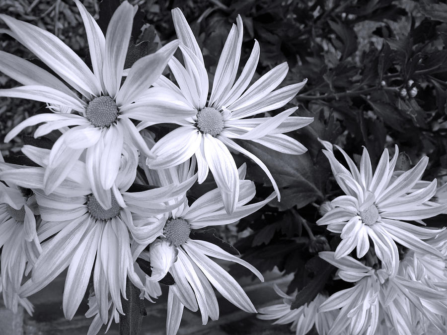 Black And White Photograph - Sunshine and Shadow Black and White by Barbara McDevitt