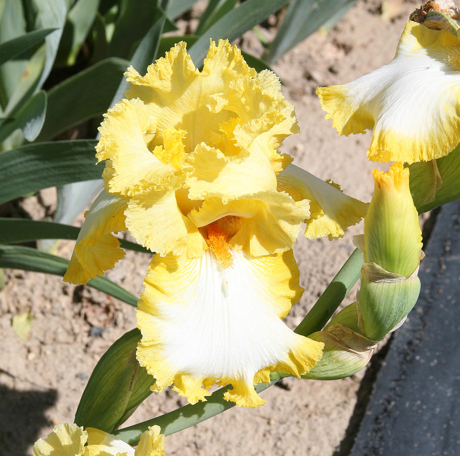 Sunshine and Snow Photograph by Stanley Secretan Fine Art America