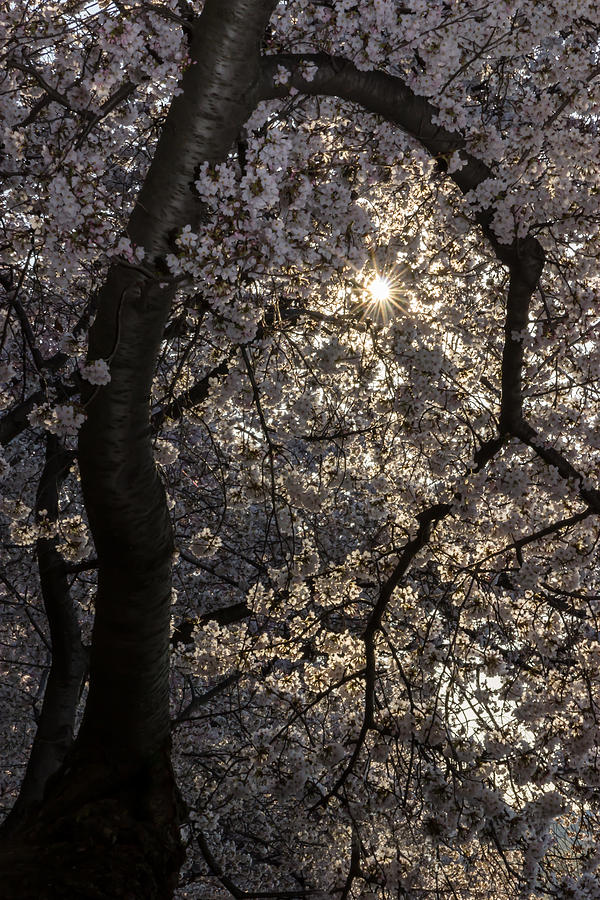 Sunshine Blossom Photograph by Tami Stieger - Fine Art America