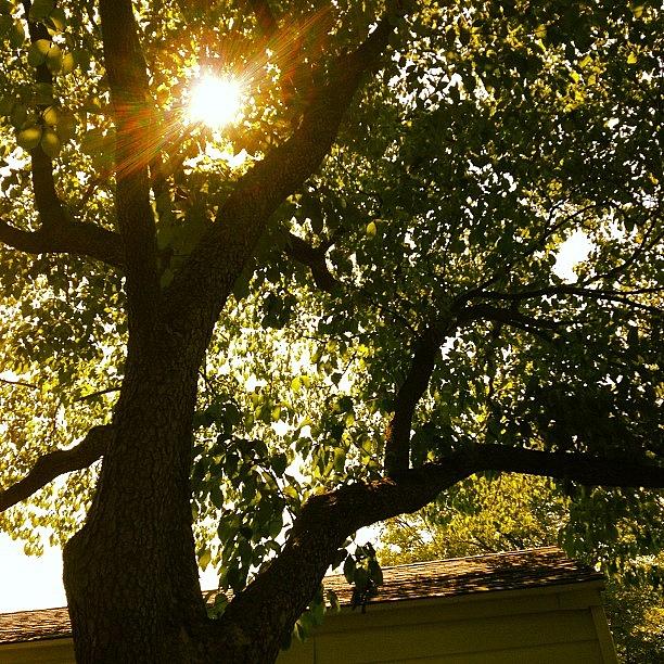 Tree Photograph - Sunshine by Christy Beckwith Tree Photograph - Sunshine by Christy Beckwith