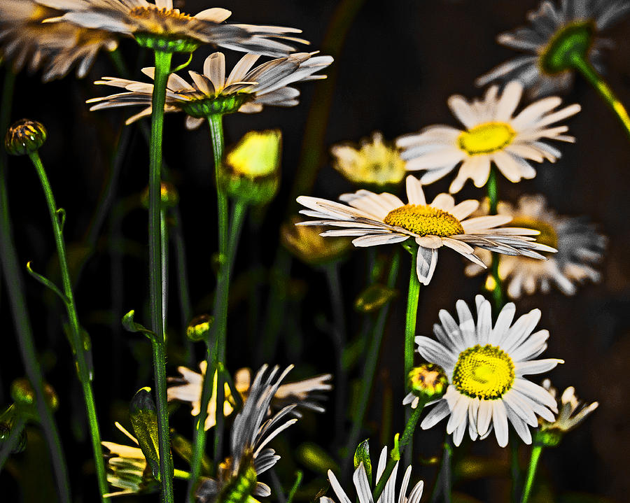 Sunshine Daisies Butter Mellow Photograph by Tom Gari Gallery-Three ...